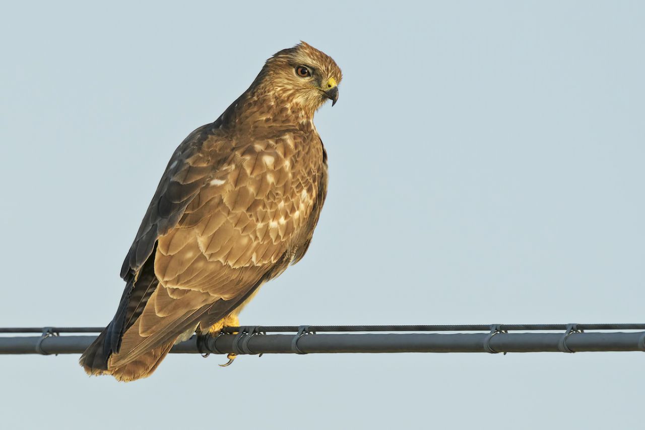 Poiana  (Buteo buteo)